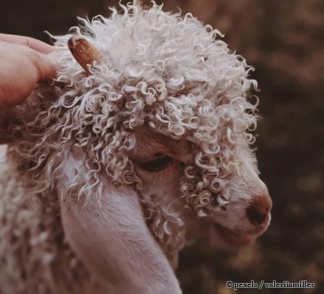 Was benötigt das Gehirn, um Frieden denken zu können?